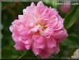 peony flower picture