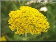 yellow yarrow flower