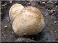 garden mushroom