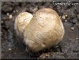 garden mushroom