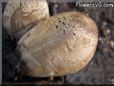 garden mushroom