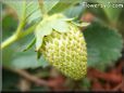 yellow strawberry