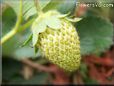 yellow strawberry