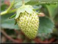 yellow strawberry