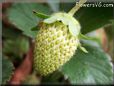 yellow strawberry