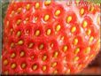 strawberry seeds