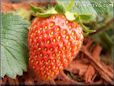 red strawberry