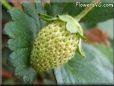 yellow strawberry