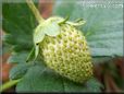 yellow strawberry