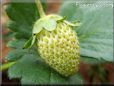 yellow strawberry