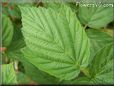 raspberry leaf 