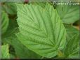 raspberry leaf 