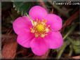 dark pink strawberry blossomflower