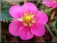 dark pink strawberry flower