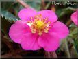 dark pink strawberry flower