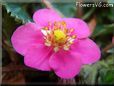 dark pink strawberry flower