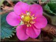 dark pink strawberry flower