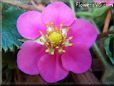 dark pink strawberry flower