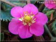 dark pink strawberry flower