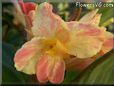 yellow pink white canna flower