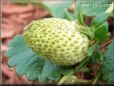 yellow strawberry