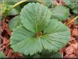 strawberry leaf