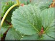 strawberry leaf