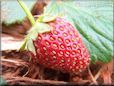 red strawberry