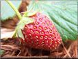 red strawberry