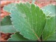 strawberry leaf