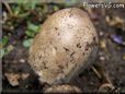 garden mushroom