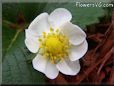 white strawberry blossom flower