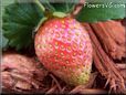 pink strawberry