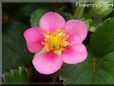 pink strawberry blossom flower