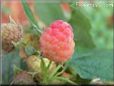 pink raspberry fruit
