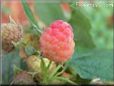 pink raspberry fruit