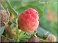 raspberry garden plant picture