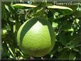 green grapefruit