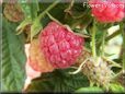 red raspberry