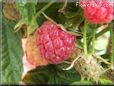 red raspberry