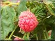 red raspberry