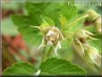 raspberry flower