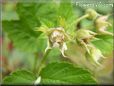 raspberry flower