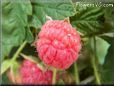 red raspberry