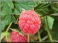 red raspberry