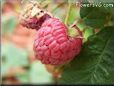 red raspberry