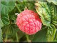 red raspberry