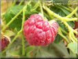 red raspberry