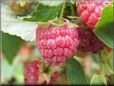 red raspberry