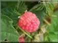 red raspberry